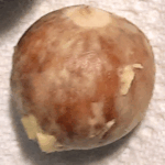 LuvMyRecipe.com - Avocado Pit