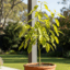 Grow Your Own Guac: A Beginner’s Step-by-Step Guide to Growing an Avocado Tree