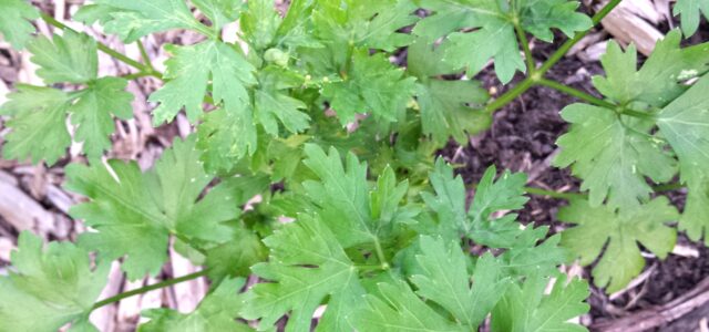 LuvMyRecipe.com - Finishing Herbs Featured
