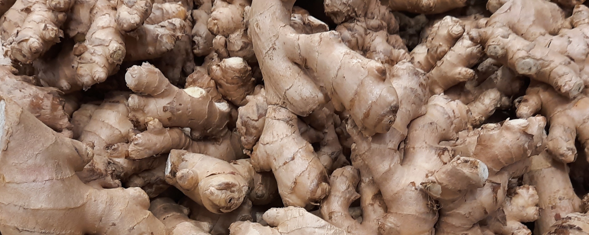 What is Ginger Root Used for?