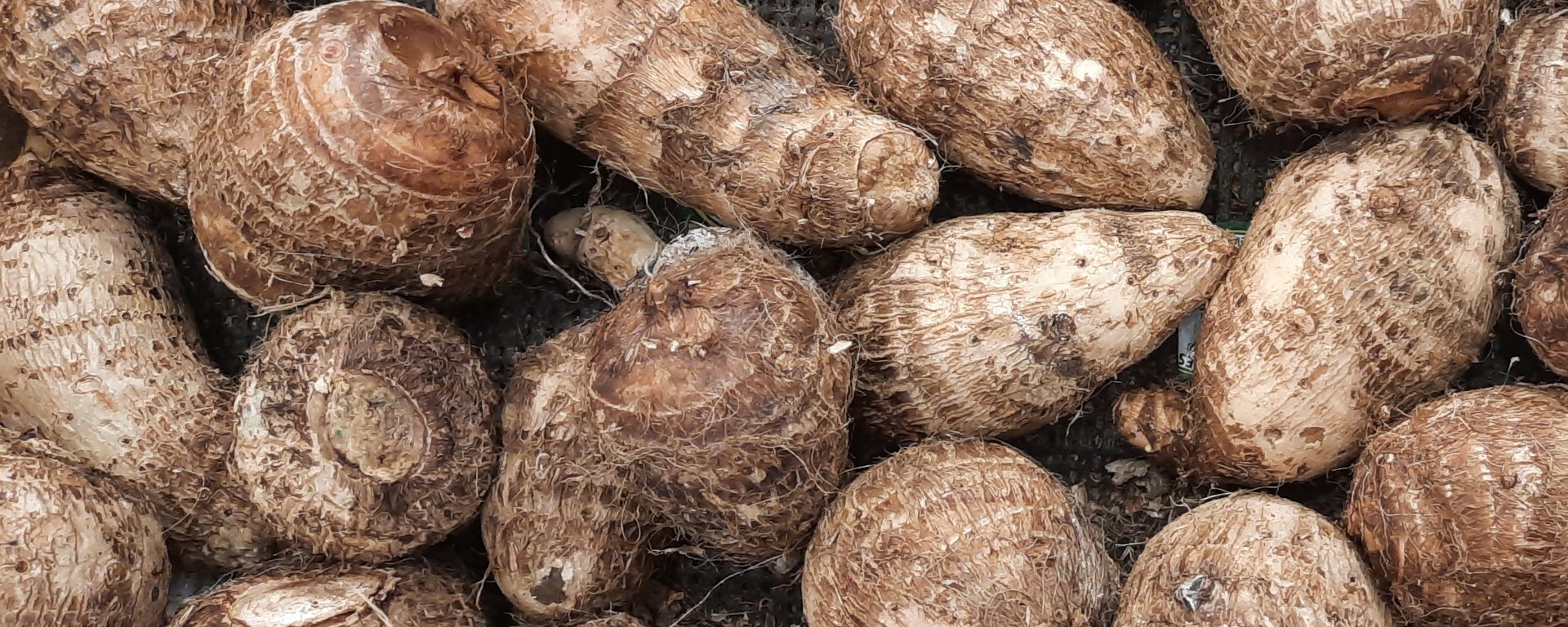 What is Taro Root?